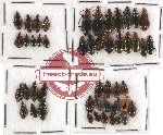 Scientific lot no. 94 Carabidae (Lebiinae) (48 pcs)