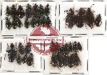 Scientific lot no. 98 Carabidae (37 pcs)