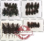 Scientific lot no. 83 Carabidae (29 pcs)