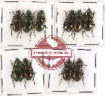 Scientific lot no. 101 Carabidae (10 pcs)