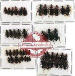 Scientific lot no. 84 Carabidae (48 pcs A, A-, A2)