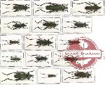Scientific lot no. 43 Cerambycidae (Callichromatini) (15 pcs)