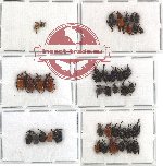 Scientific lot no. 13 Attelabidae (42 pcs) RARE