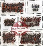 Scientific lot no. 14 Attelabidae (105 pcs)