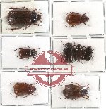 Scientific lot no. 17 Melolonthinae (8 pcs - 1 pc A2)