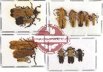 Scientific lot no. 11 Lycidae (13 pcs - 3 pcs A2)