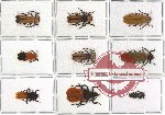 Scientific lot no. 12 Lycidae (9 pcs)