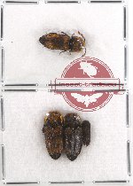 Scientific lot no. 23 Eucnemidae (4 pcs)