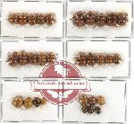 Scientific lot no. 17 Coccinelidae (30 pcs)