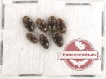 Chelonaridae Scientific lot no. 6 (7 pcs)