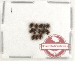 Scaphidiidae Scientific lot no. 2 (13 pcs)