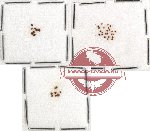 Ptilidae Scientific lot no. 1 (39 pcs)