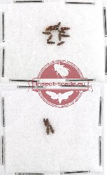 Silvanidae Scientific lot no. 4 (13 pcs)