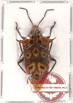Heteroptera sp. 67 (2 pcs)