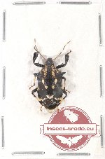 Heteroptera sp. 65