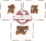 Scientific lot no. 47 Staphylinidae (35 pcs)