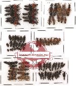 Scientific lot no. 28A Staphylinidae (82 pcs)