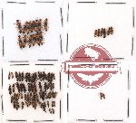 Scientific lot no. 45 Staphylinidae (84 pcs)