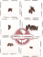 Scientific lot no. 26 Staphylinidae (29 pcs)