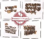 Scientific lot no. 38 Staphylinidae (184 pcs)