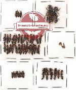 Scientific lot no. 43 Staphylinidae (51 pcs)