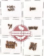 Scientific lot no. 31 Staphylinidae (66 pcs)