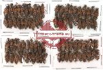 Scientific lot no. 35 Staphylinidae (80 pcs)