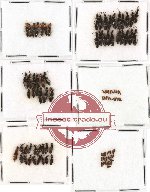 Scientific lot no. 29 Staphylinidae (97 pcs)