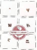 Scientific lot no. 46 Staphylinidae (35 pcs)