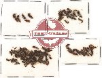 Scientific lot no. 50A Staphylinidae (96 pcs)