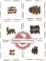 Scientific lot no. 33 Staphylinidae (64 pcs)