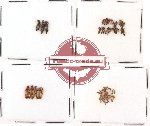 Scientific lot no. 48 Staphylinidae (61 pcs)