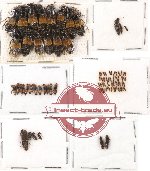 Scientific lot no. 42 Staphylinidae (85 pcs)