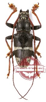 Aemocia balteata (A-)