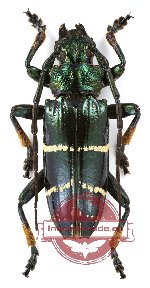 Sphingnotus mirabilis mniszechi (A2)