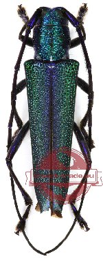 Glenea viridescens (A-)