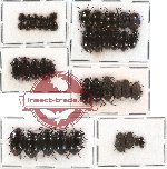 Scientific lot no. 92 Tenebrionidae (43 pcs)