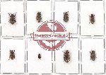 Scientific lot no. 94 Tenebrionidae (8 pcs)