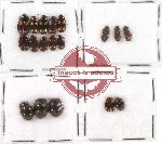 Scientific lot no. 96 Tenebrionidae (18 pcs)