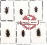 Scientific lot no. 93 Tenebrionidae (6 pcs)