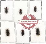 Scientific lot no. 93 Tenebrionidae (6 pcs)