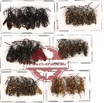 Scientific lot no. 66 Hymenoptera (30 pcs)