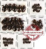 Scientific lot no. 28 Dytiscidae (55 pcs)