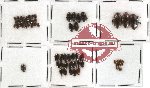 Scientific lot no. 20 Dytiscidae (66 pcs)