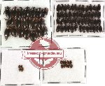 Scientific lot no. 25 Dytiscidae (84 pcs)