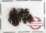 Scientific lot no. 19 Dytiscidae (5 pcs)