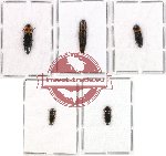 Scientific lot no. 30 Elateridae (5 pcs - 1 pcs A2)