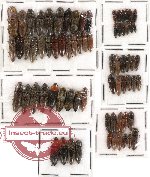 Scientific lot no. 32 Elateridae (70 pcs)