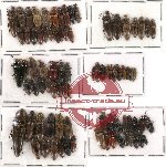 Scientific lot no. 33 Elateridae (79 pcs)