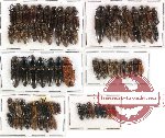 Scientific lot no. 34 Elateridae (78 pcs)